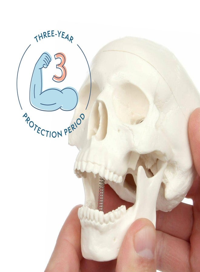 Axis Scientific Miniature Human Skull Model, 3.5" Tall 3-Part Anatomical Mini Human Skull Model with Removable Skull Cap and Moving Jaw, Realistic Skull Anatomy Model Includes Detailed Product Manual, Axis Scientific - Image 2